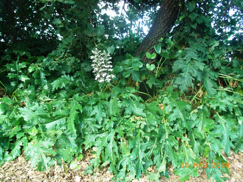 Acanthus mollis